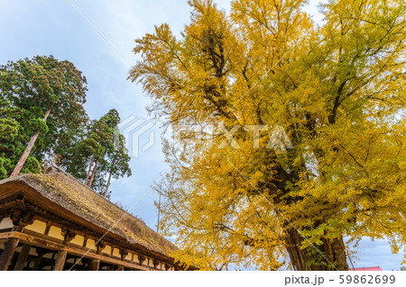 長床の大銀杏　福島喜多方 59862699