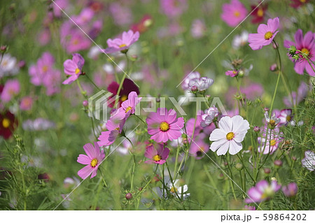 紅白の共艶 59864202