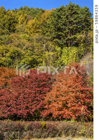 信州 長野県上伊那郡箕輪町大字東箕輪 もみじ湖の紅葉 イベント広場駐車場 信州 長野県上伊那郡箕輪町大字東箕輪 もみじ湖の紅葉 イベント広場駐車場 59864359
