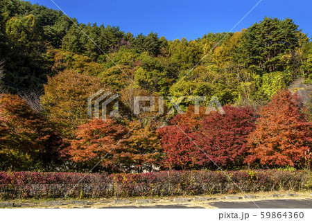 信州 長野県上伊那郡箕輪町大字東箕輪 もみじ湖の紅葉 イベント広場駐車場 信州 長野県上伊那郡箕輪町大字東箕輪 もみじ湖の紅葉 イベント広場駐車場 59864360