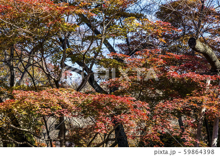 信州　長野県伊那市高遠町東高遠　高遠城址公園の紅葉 59864398
