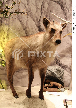 ニホンカモシカ ニホンカモシカ 59864502
