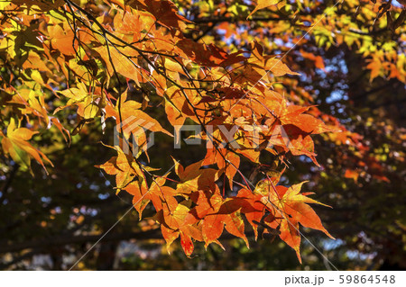 信州　長野県伊那市高遠町東高遠　高遠城址公園の紅葉 59864548