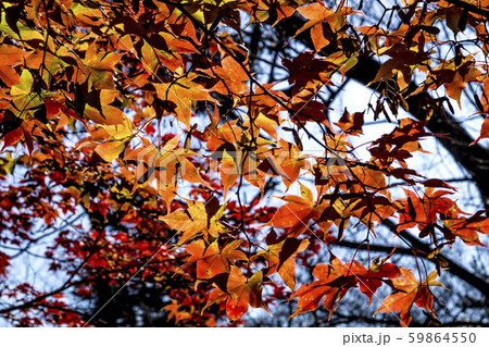 信州　長野県伊那市高遠町東高遠　高遠城址公園の紅葉 59864550