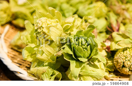 雪国に春を告げる山菜 ふきのとうの写真素材