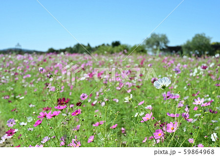 青空に映える満開のコスモス園 59864968