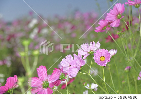 青空の下で陽光を受けて可憐なコスモス満開の花園 59864980