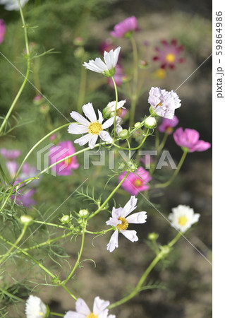 個性的な花弁の白いコスモス 59864986