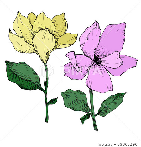 Vector Magnolia floral botanical flowers. Black and white engraved ink art. Isolated magnolia 59865296