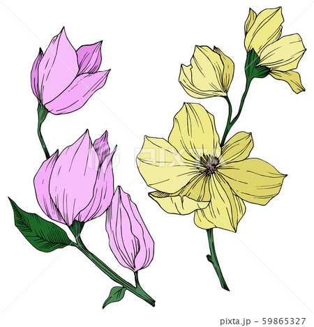 Vector Magnolia floral botanical flowers. Black and white engraved ink art. Isolated magnolia 59865327