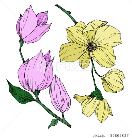 Vector Magnolia floral botanical flowers. Black and white engraved ink art. Isolated magnolia 59865337