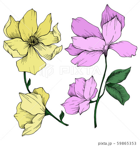 Vector Magnolia floral botanical flowers. Black and white engraved ink art. Isolated magnolia 59865353