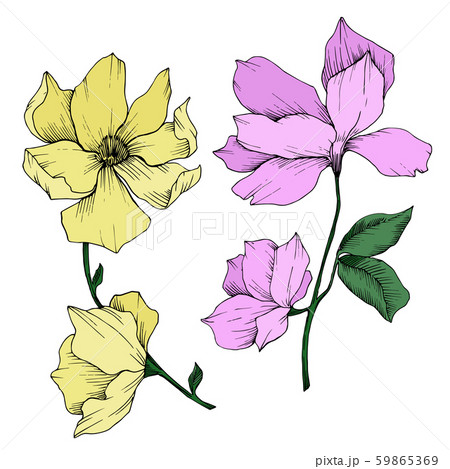 Vector Magnolia floral botanical flowers. Black and white engraved ink art. Isolated magnolia 59865369