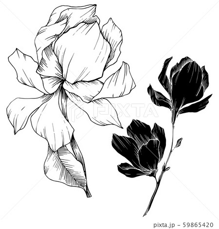 Vector Magnolia floral botanical flowers. Black and white engraved ink art. Isolated magnolia Vector Magnolia floral botanical flowers. Black and white engraved ink art. Isolated magnolia 59865420