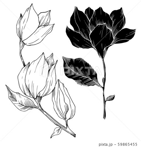 Vector Magnolia floral botanical flowers. Black and white engraved ink art. Isolated magnolia 59865455