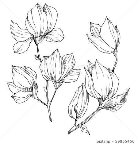 Vector Magnolia floral botanical flowers. Black and white engraved ink art. Isolated magnolia Vector Magnolia floral botanical flowers. Black and white engraved ink art. Isolated magnolia 59865456