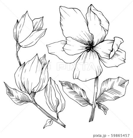 Vector Magnolia floral botanical flowers. Black and white engraved ink art. Isolated magnolia 59865457