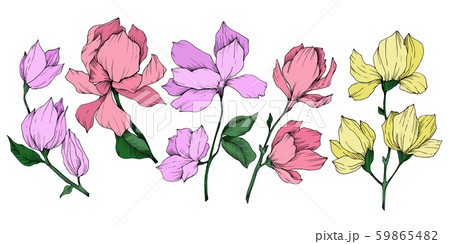 Vector Magnolia floral botanical flowers. Black and white engraved ink art. Isolated magnolia 59865482