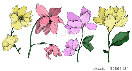 Vector Magnolia floral botanical flowers. Black and white engraved ink art. Isolated magnolia 59865484