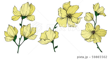 Vector Magnolia floral botanical flowers. Black and white engraved ink art. Isolated magnolia 59865502