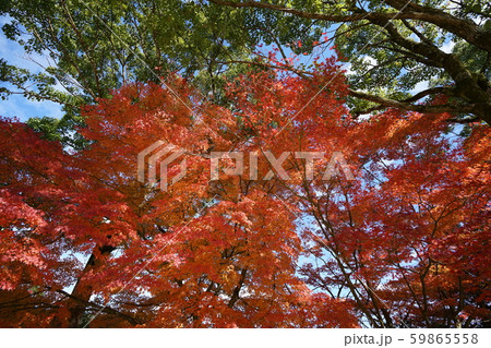 もみじ・紅葉・十一月・快晴・紅葉狩り 59865558