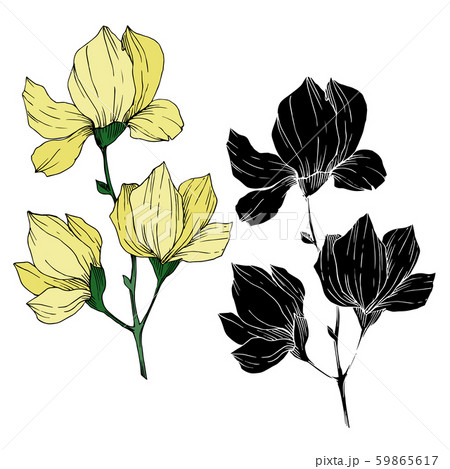 Vector Magnolia floral botanical flowers. Black and white engraved ink art. Isolated magnolia 59865617
