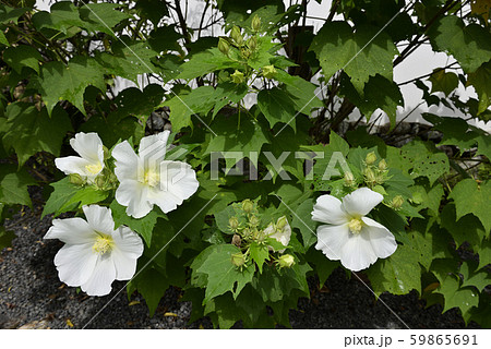 天龍寺　芙蓉 59865691