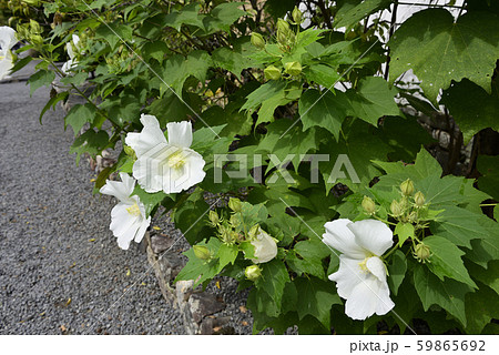 天龍寺　芙蓉 59865692