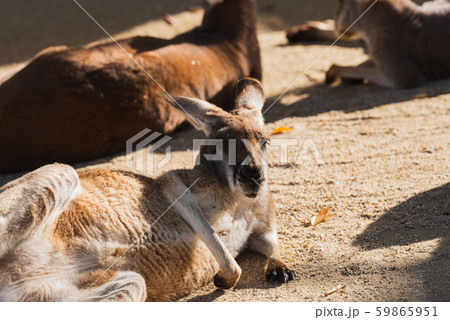 カンガルー 59865951