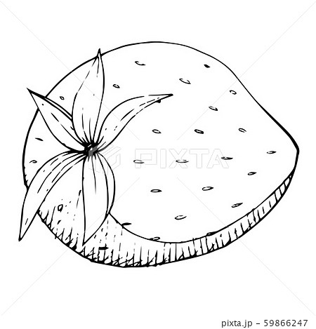 Vector Strawberry healthy food. Black and white engraved ink art. Isolated strawberry illustration 59866247