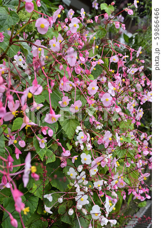 嵯峨鳥居本 シュウカイドウ 嵯峨鳥居本 シュウカイドウ 59866466