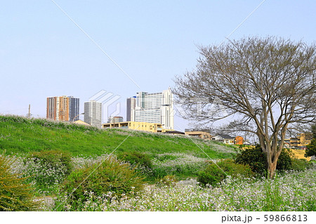 多摩川河川敷　春　中丸子周辺 59866813