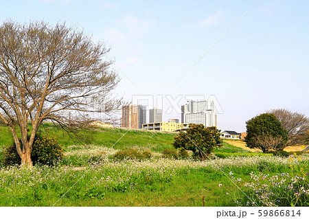 多摩川河川敷 春 中丸子周辺 多摩川河川敷 春 中丸子周辺 59866814