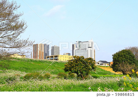 多摩川河川敷　春　中丸子周辺 59866815