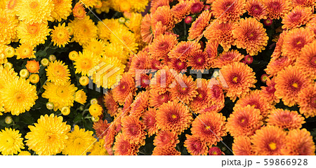 小菊 小菊 59866928