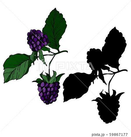 Blackberry healthy food. Black and white engraved ink art. Isolated blackberry illustration element. Blackberry healthy food. Black and white engraved ink art. Isolated blackberry illustration element. 59867177