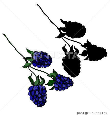Blackberry healthy food. Black and white engraved ink art. Isolated blackberry illustration element. 59867179