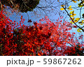 御岳山の紅葉 59867262