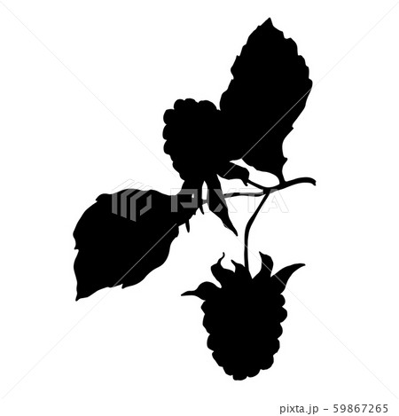 Blackberry healthy food. Black and white engraved ink art. Isolated blackberry illustration element. Blackberry healthy food. Black and white engraved ink art. Isolated blackberry illustration element. 59867265