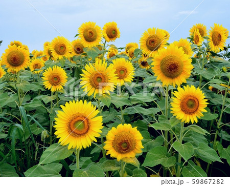 大崎市三本木ひまわりの丘 大崎市三本木ひまわりの丘 59867282