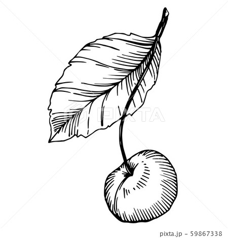 Vector Cherry healthy food. Black and white engraved ink art. Isolated berry illustration element. Vector Cherry healthy food. Black and white engraved ink art. Isolated berry illustration element. 59867338