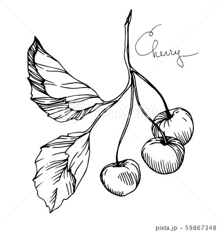 Vector Cherry healthy food. Black and white engraved ink art. Isolated berry illustration element. Vector Cherry healthy food. Black and white engraved ink art. Isolated berry illustration element. 59867348