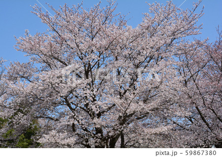 牛久シャトー　2019－4－6　　＃6 59867380