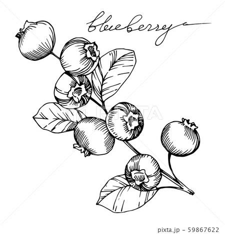 Vector Blueberry healthy food. Black and white engraved ink art. Isolated berry illustration element Vector Blueberry healthy food. Black and white engraved ink art. Isolated berry illustration element 59867622