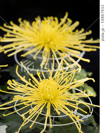 菊の花 菊の花 59867632