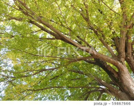 ケヤキ 59867666