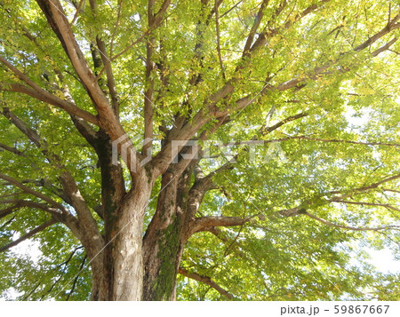 ケヤキ 59867667
