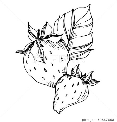 Vector Strawberry healthy food. Black and white engraved ink art. Isolated berry illustration 59867668