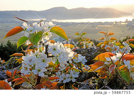 梨の花 59867755