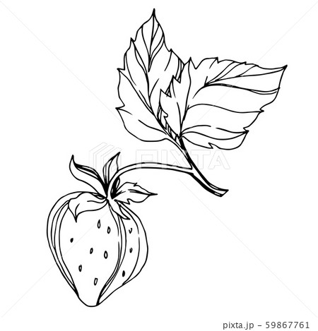 Vector Strawberry healthy food. Black and white engraved ink art. Isolated berry illustration 59867761